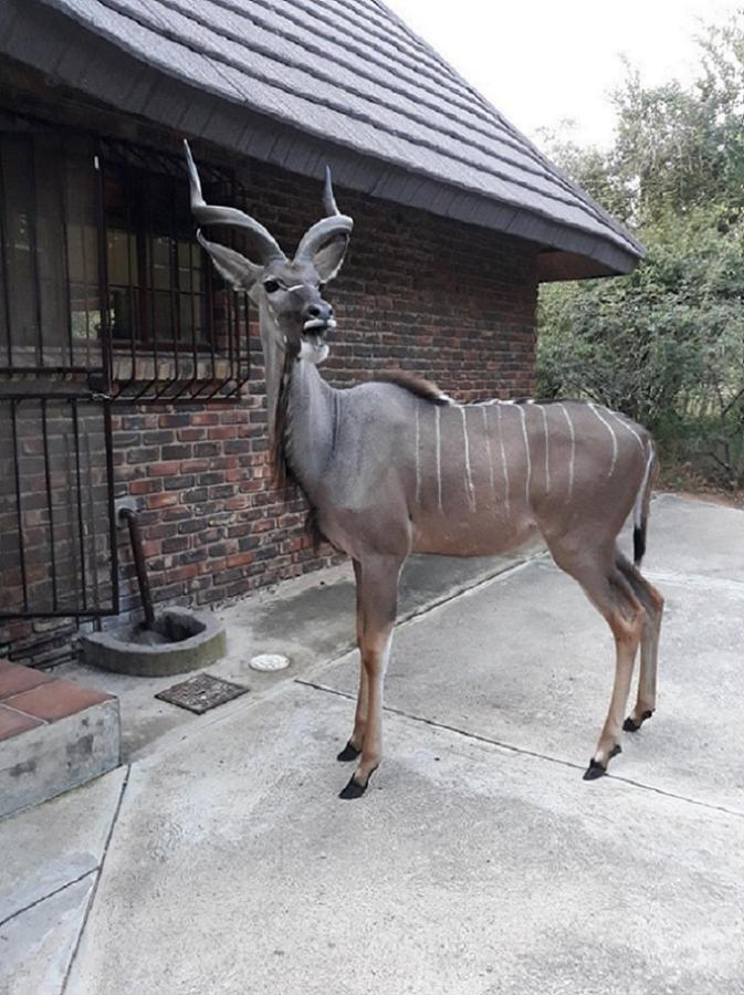 Crowe'S Nest Villa Marloth Park Kültér fotó