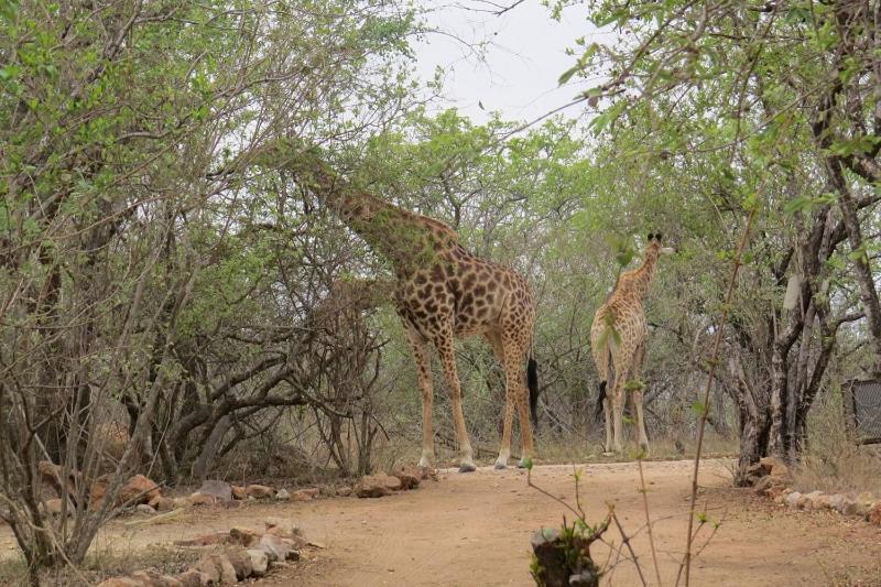 Crowe'S Nest Villa Marloth Park Kültér fotó